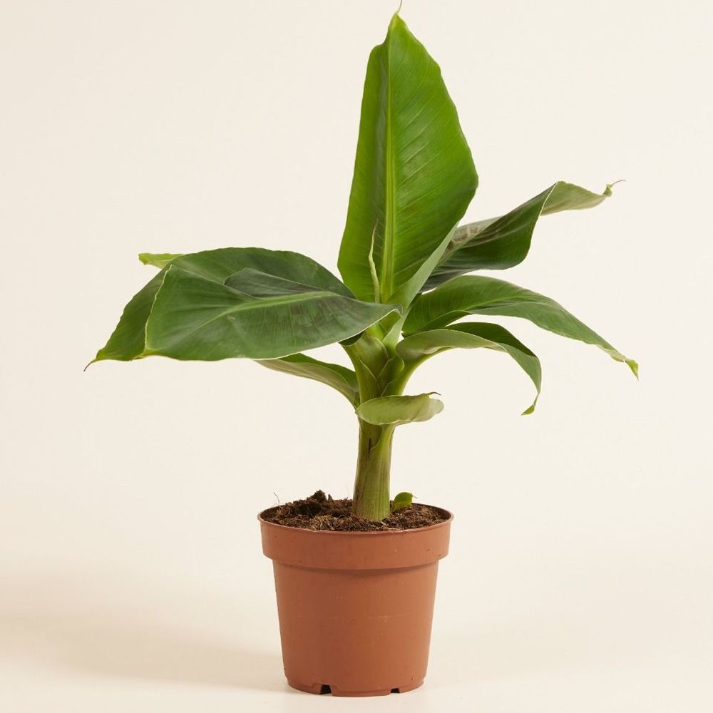 Musa acuminata