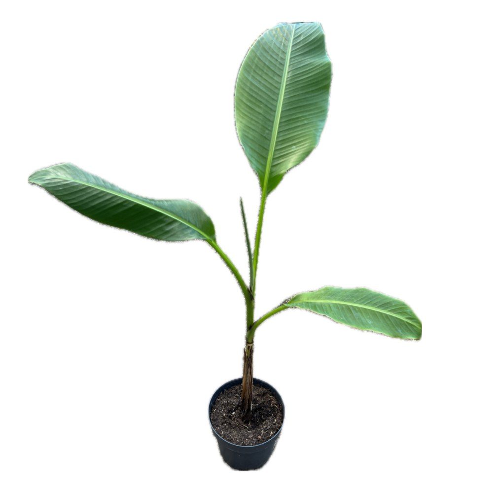 Musa paradisiaca