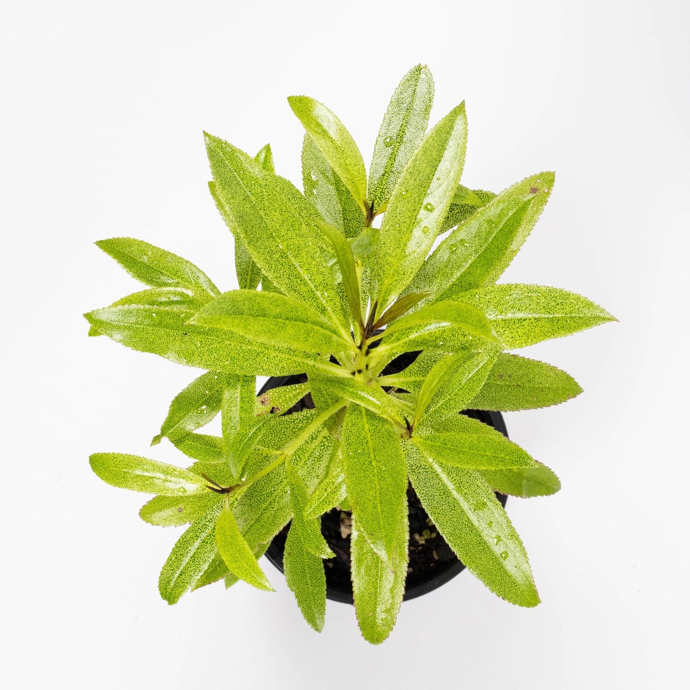 Myoporum laetum