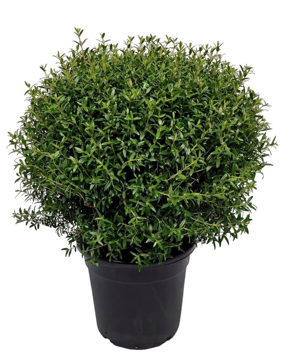 Myrtus communis