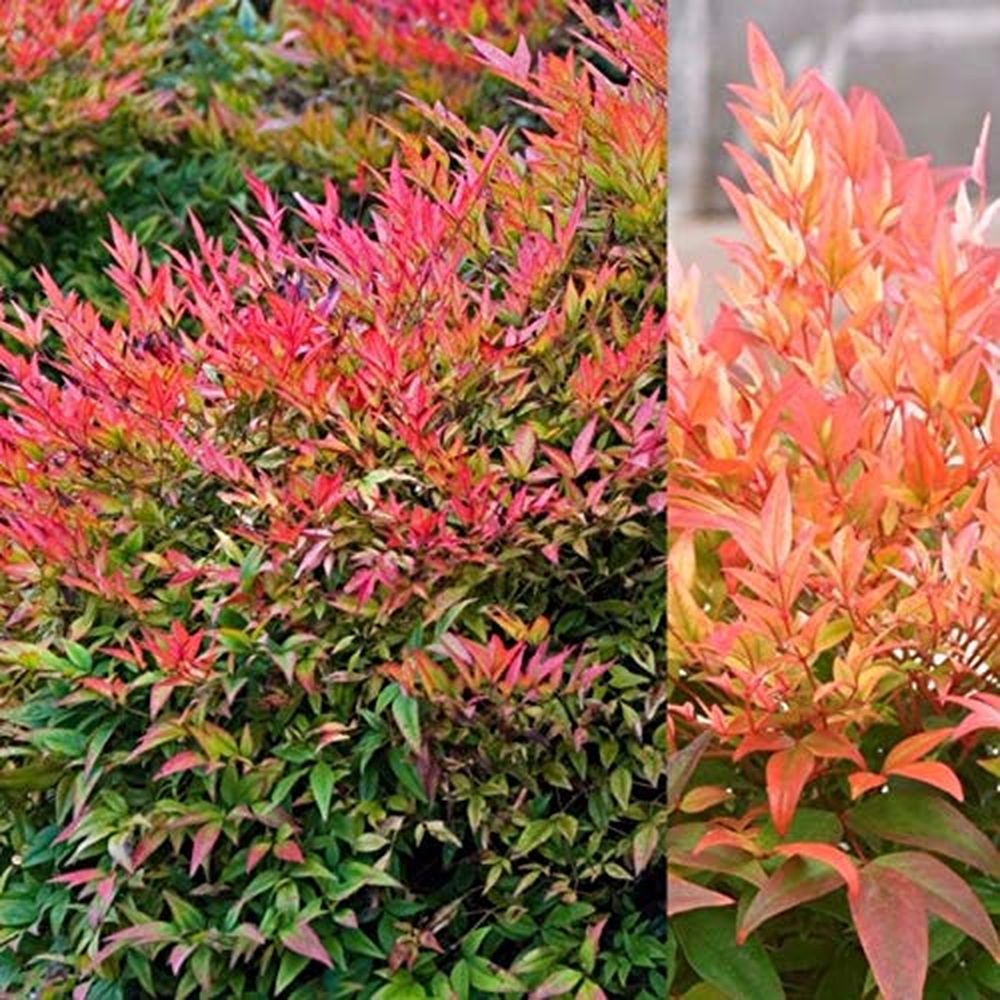 Nandina domestica
