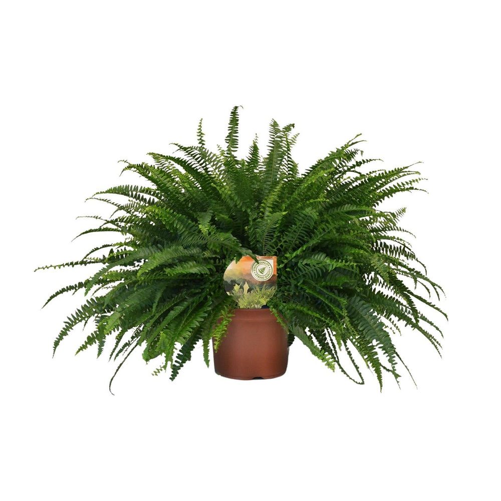 Nephrolepis exaltata 'Green Lady'