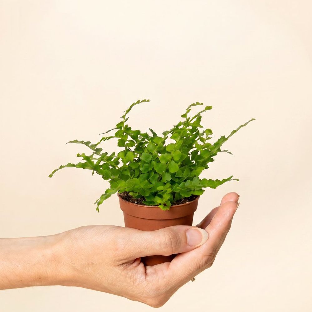 Nephrolepis cordifolia