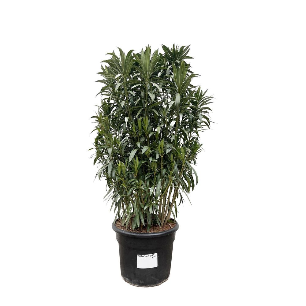Nerium oleander
