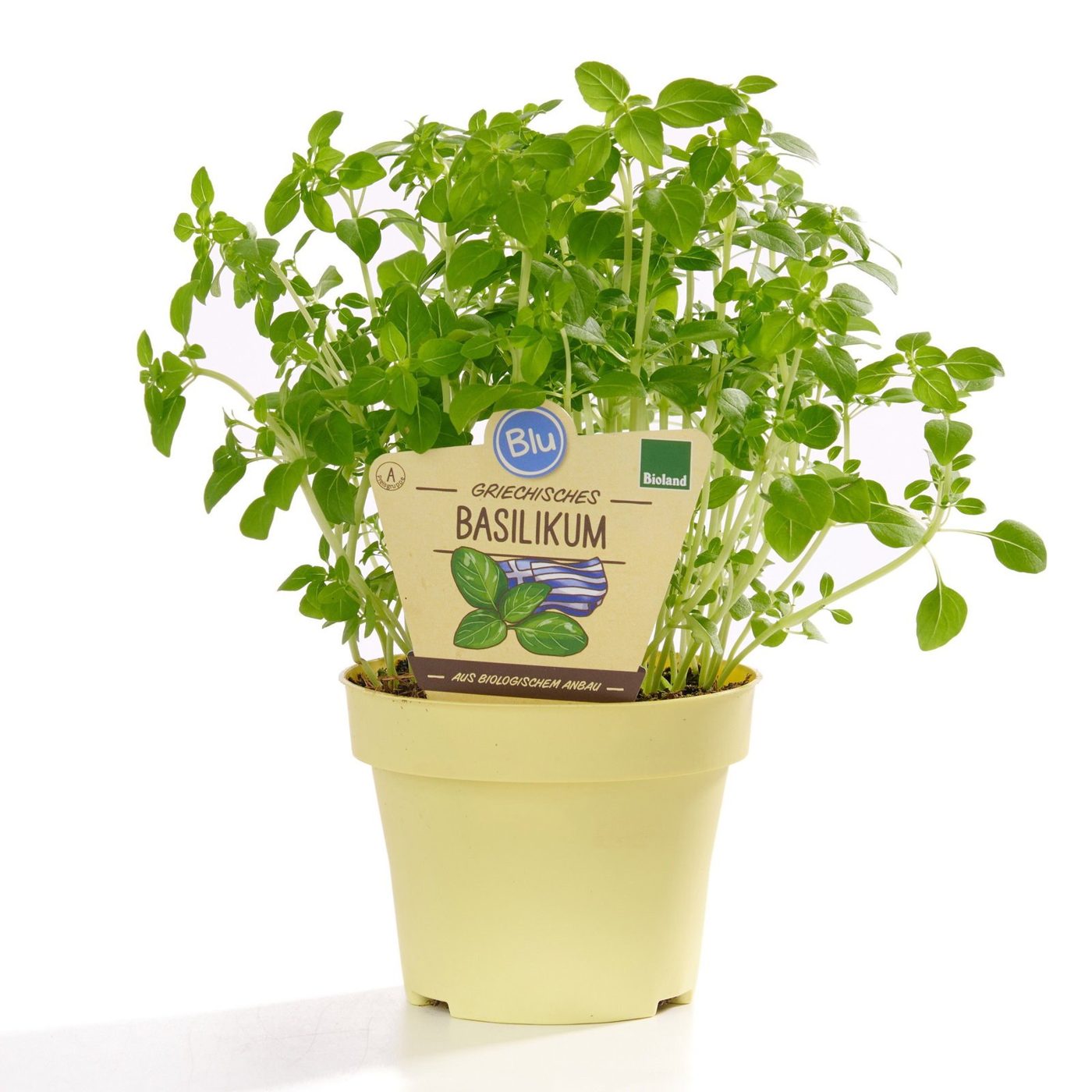 Ocimum basilicum