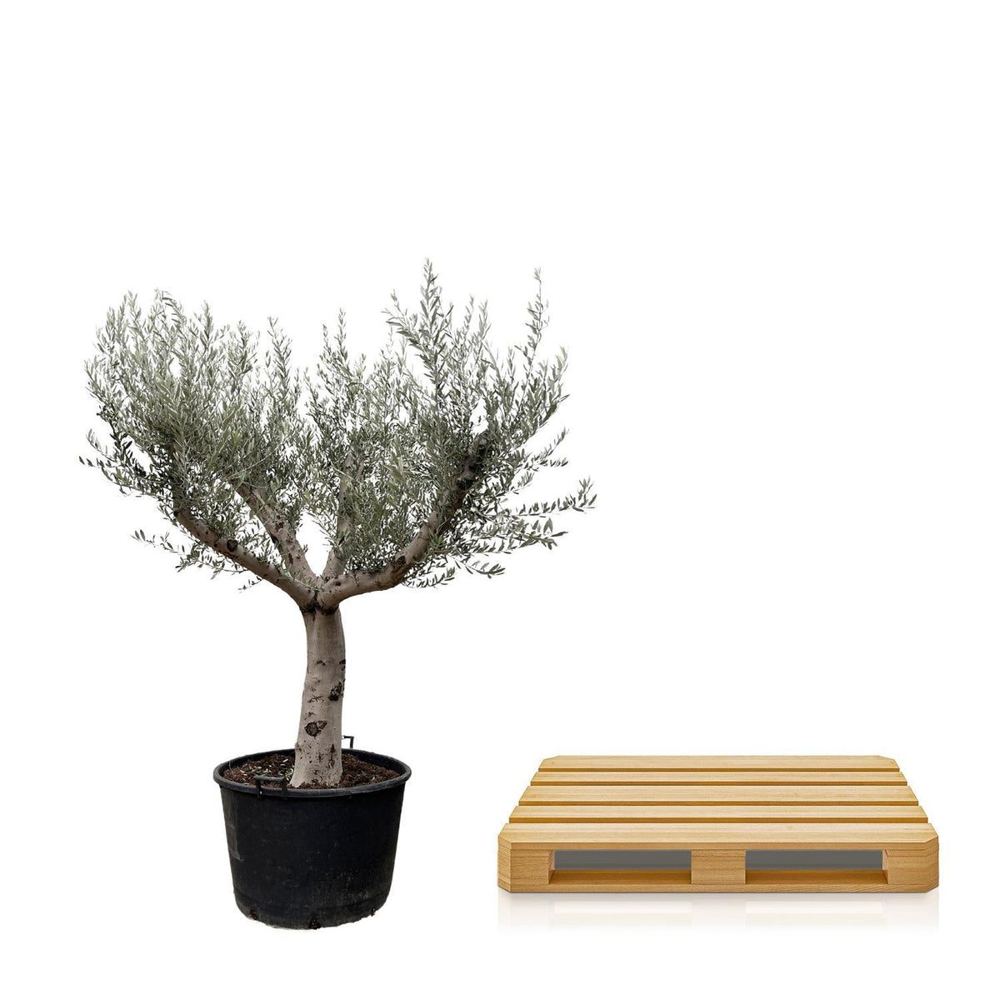 Olea europaea
