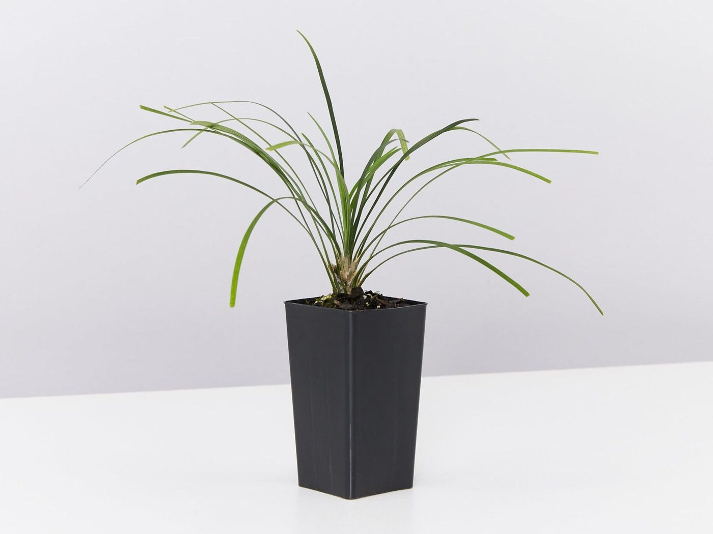 Ophiopogon japonicus