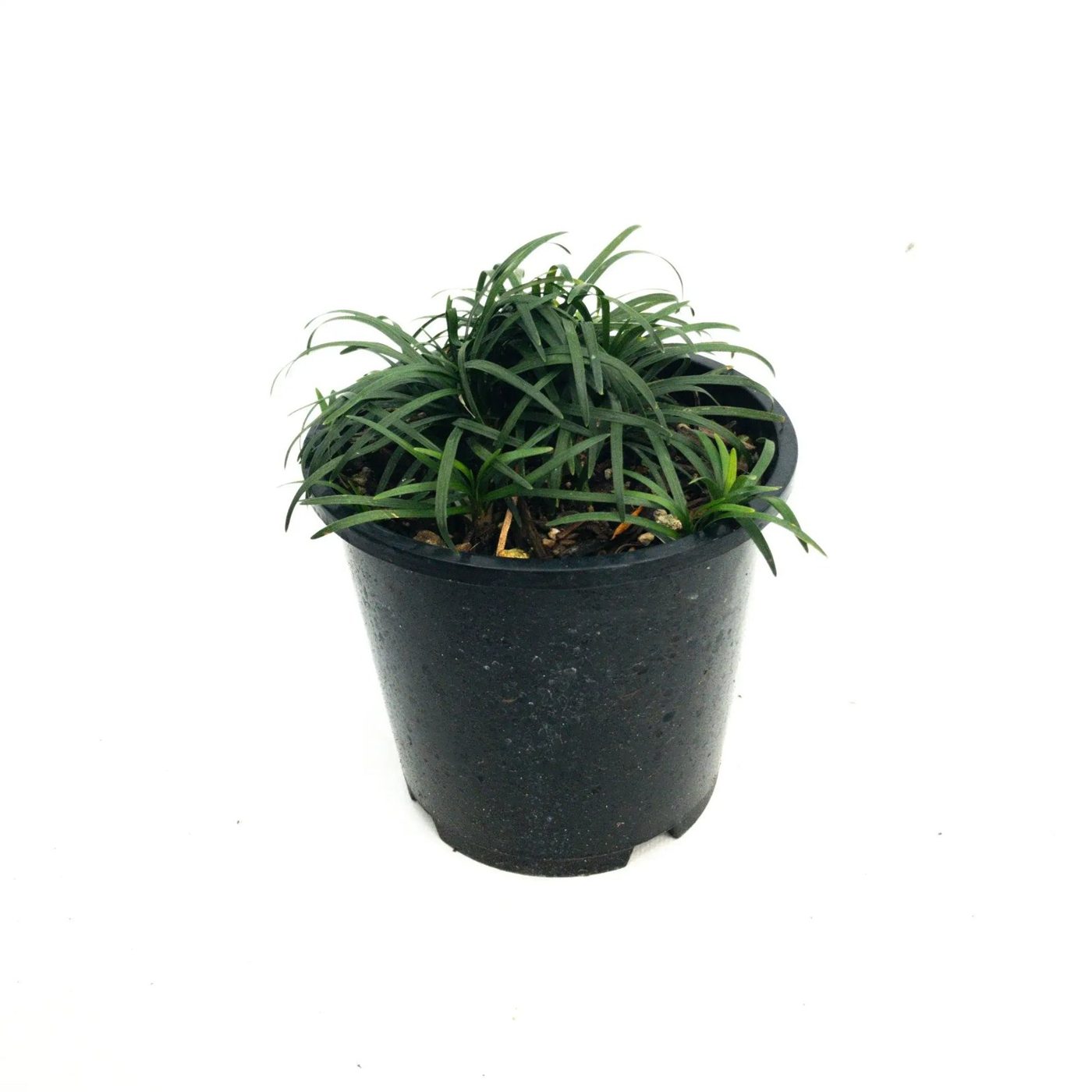 Ophiopogon japonicus 'nana'
