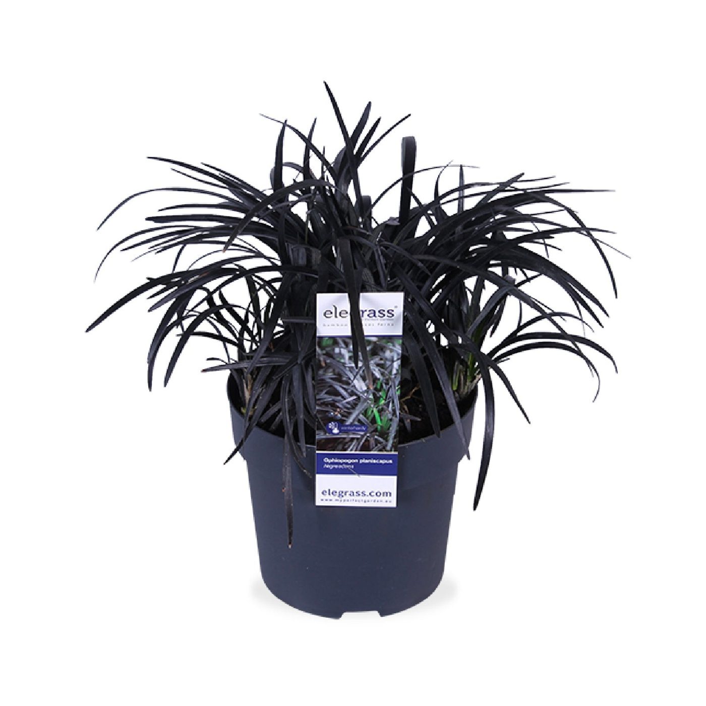 Ophiopogon planiscapus 'nigrescens'
