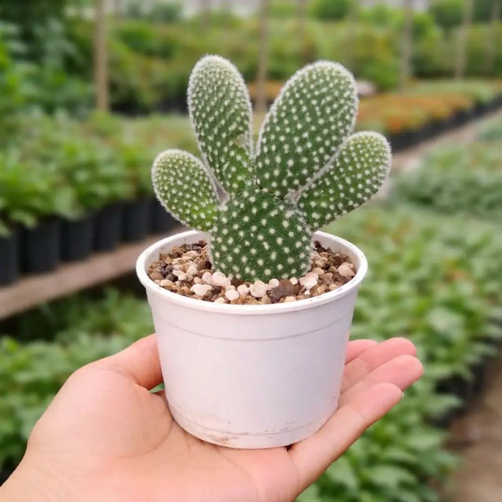Opuntia microdasys var. albispina