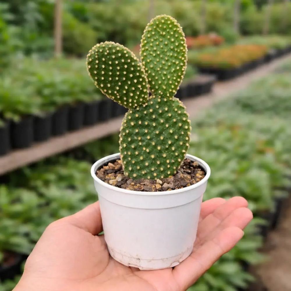 Opuntia microdasys var. pallida