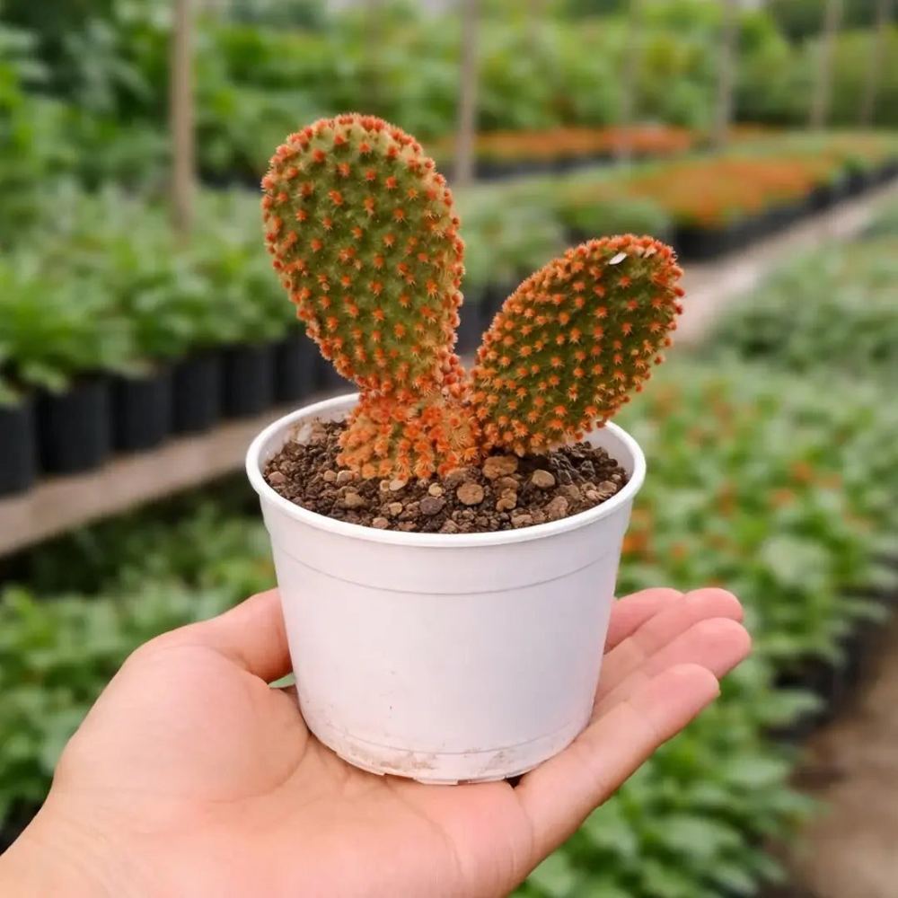 Opuntia microdasys var. rufida