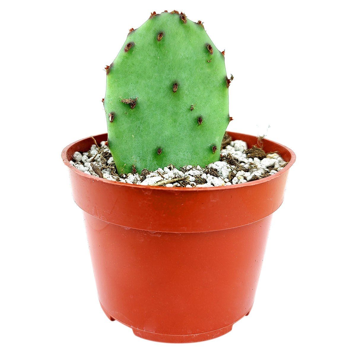 Opuntia santa-rita