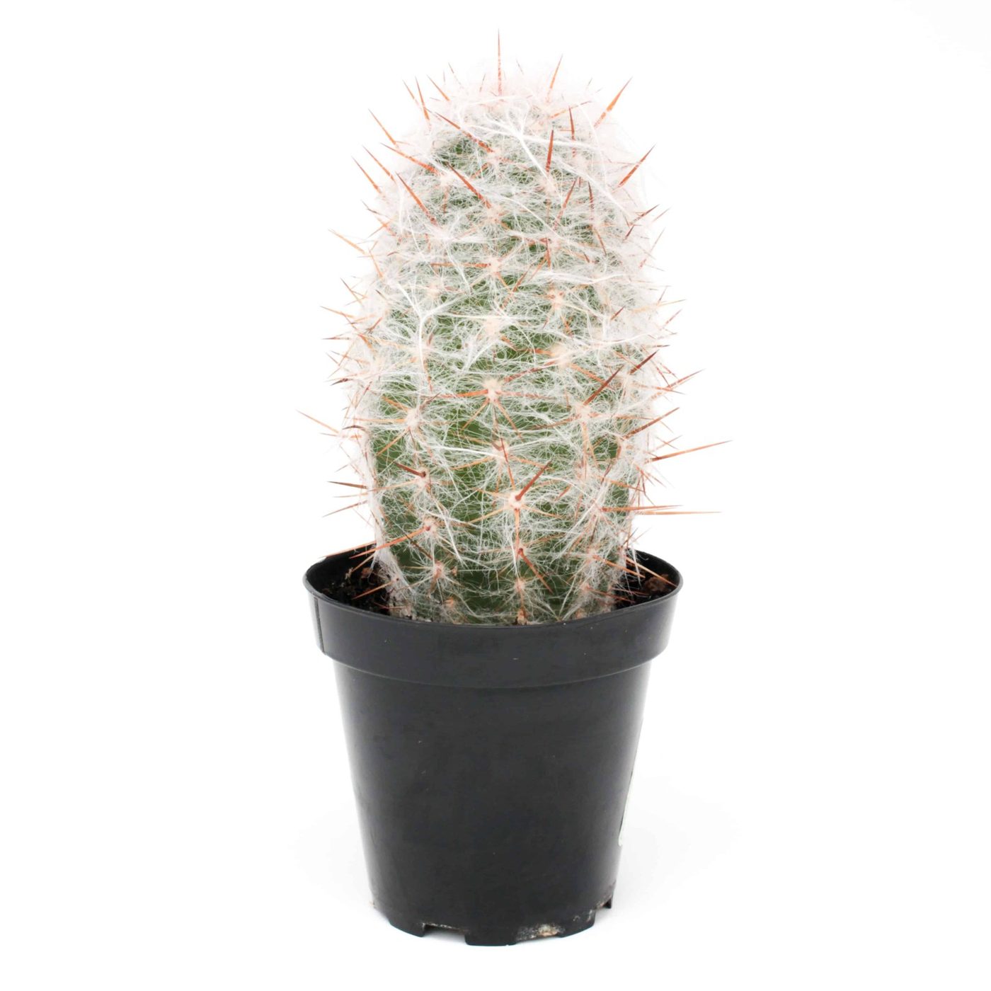 Oreocereus webri