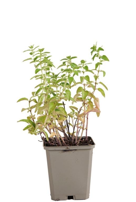 Origanum vulgare