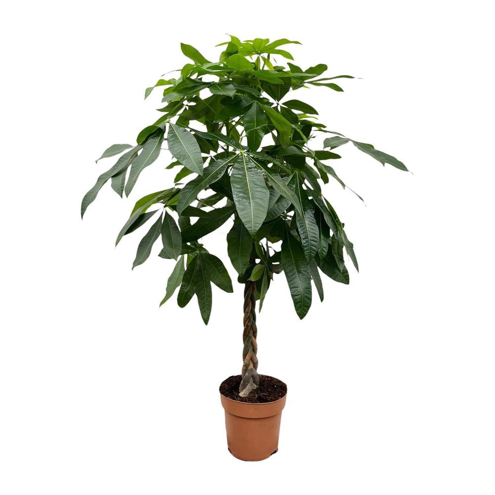 Pachira aquatica