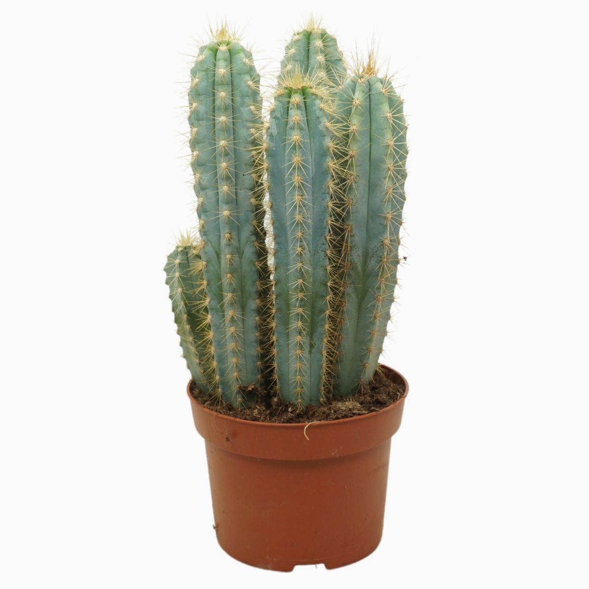 Pachycereus azureus