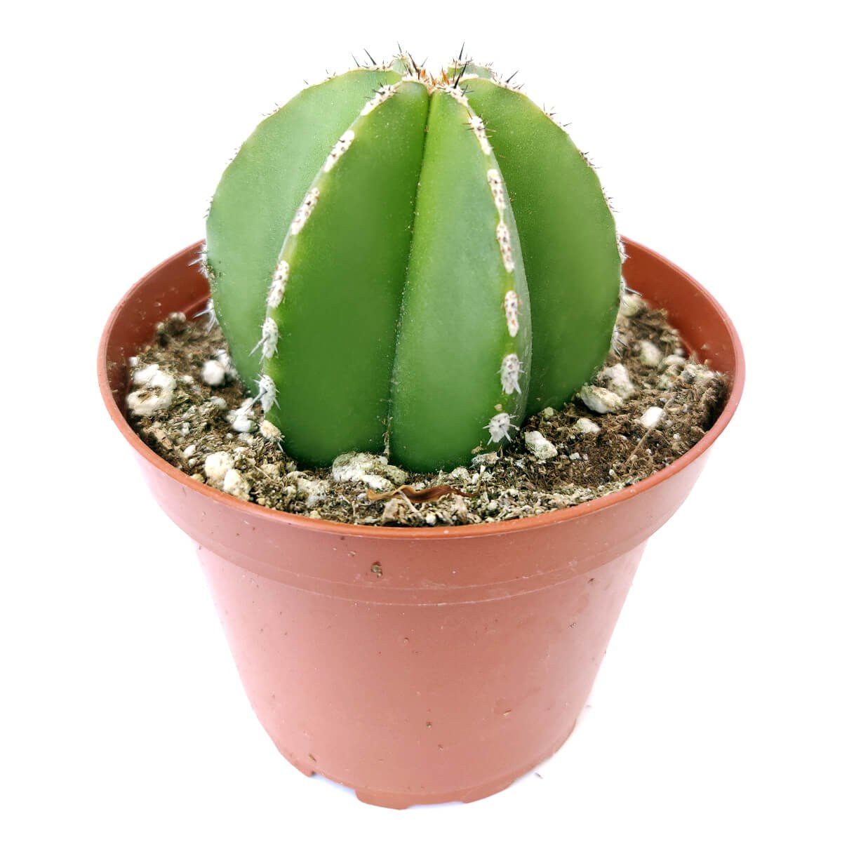 Pachycereus marginatus