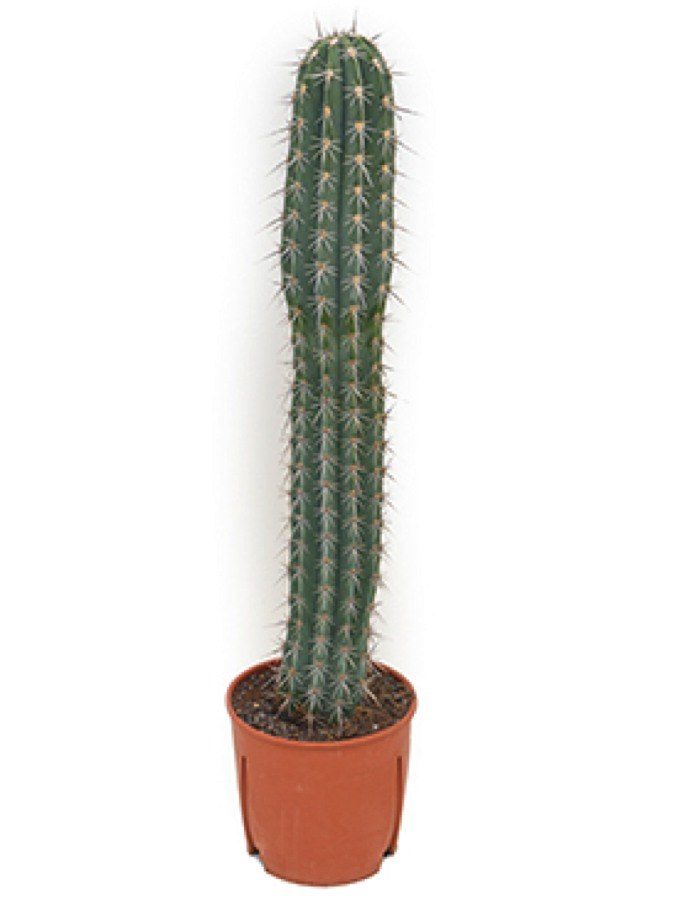 Pachycereus weberi