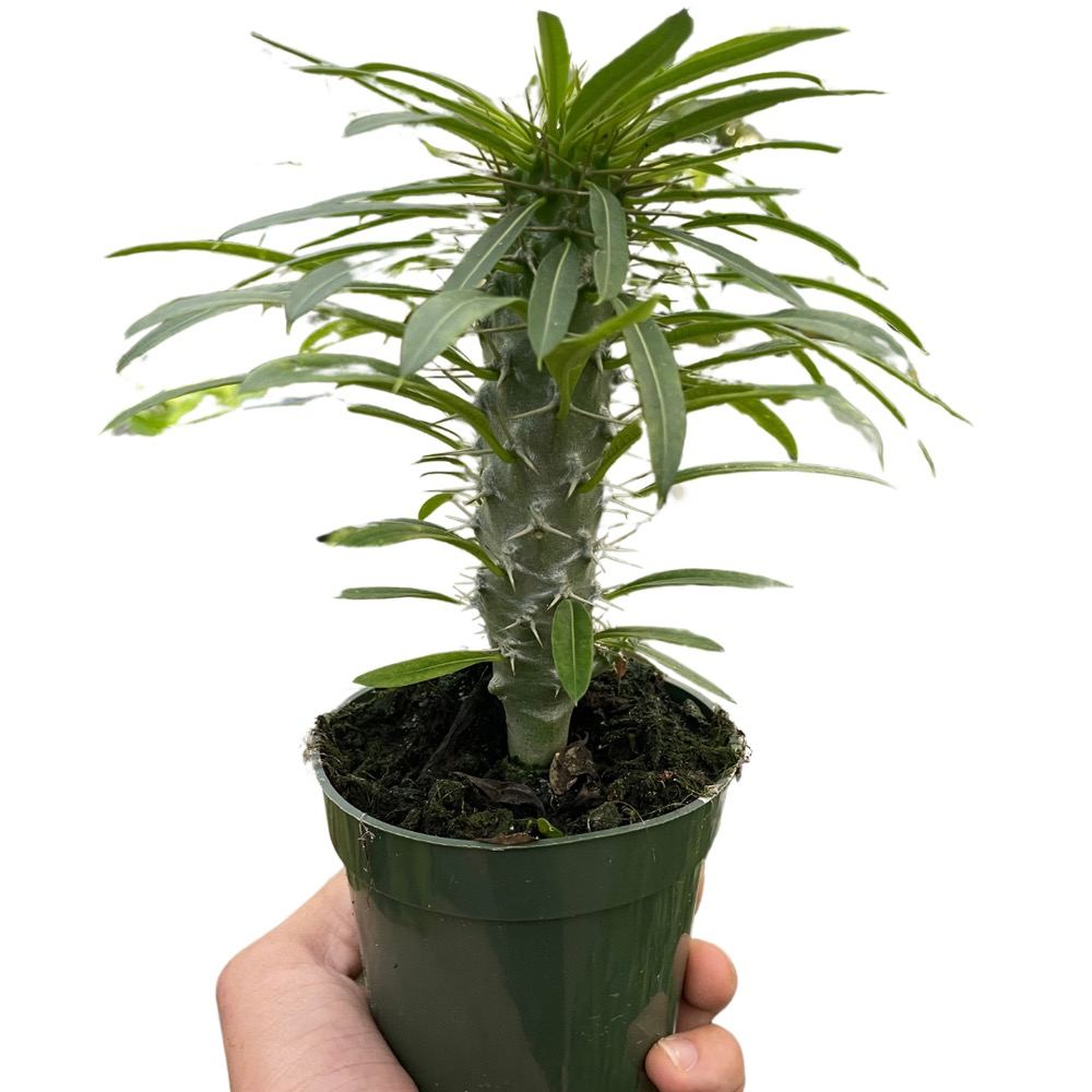 Pachypodium lamerei
