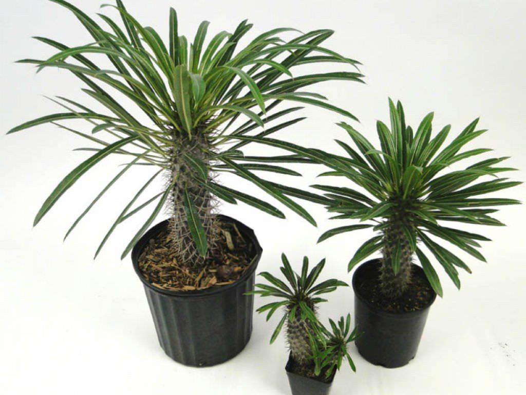 Pachypodium weberi