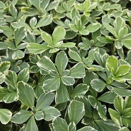 Pachysandra terminalis ‘Variegata’