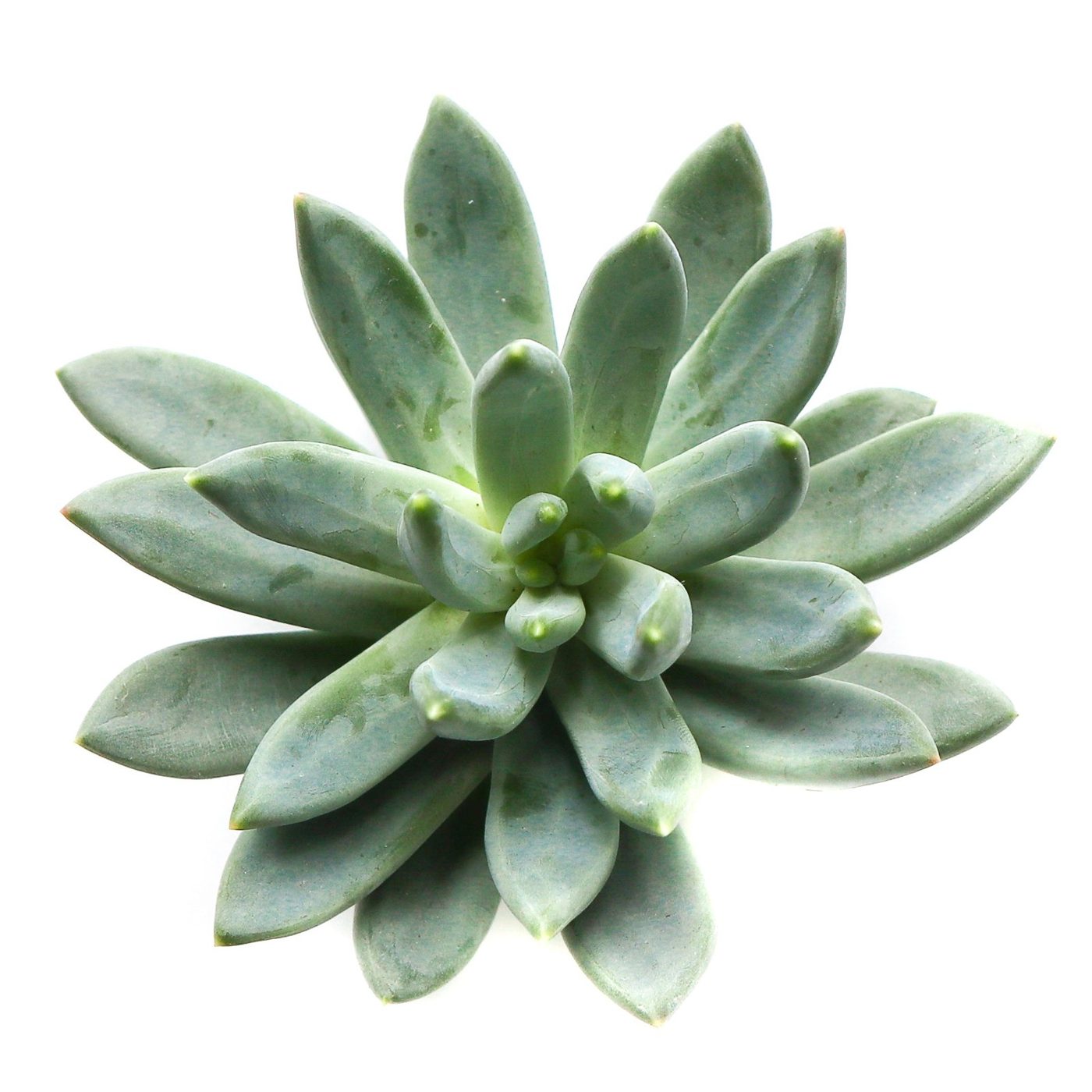 Pachyveria 'glauca'