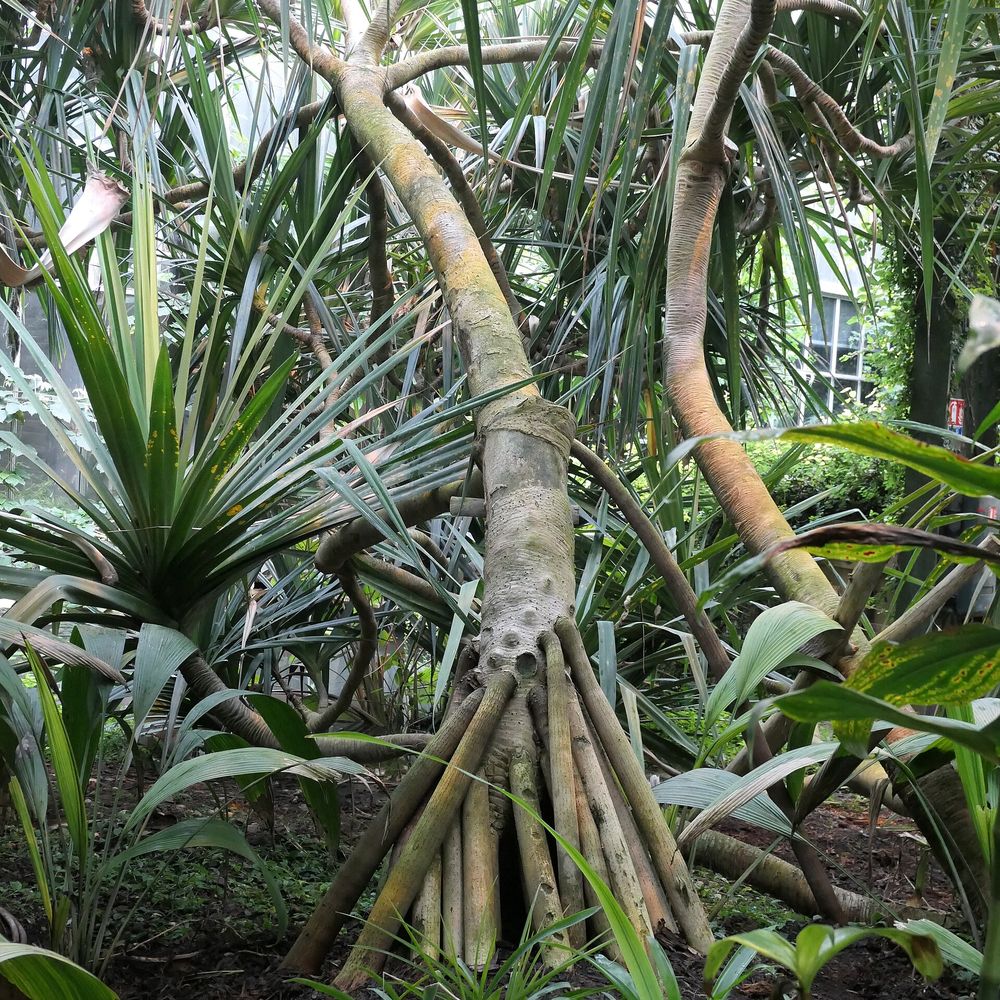 Pandanus utilis