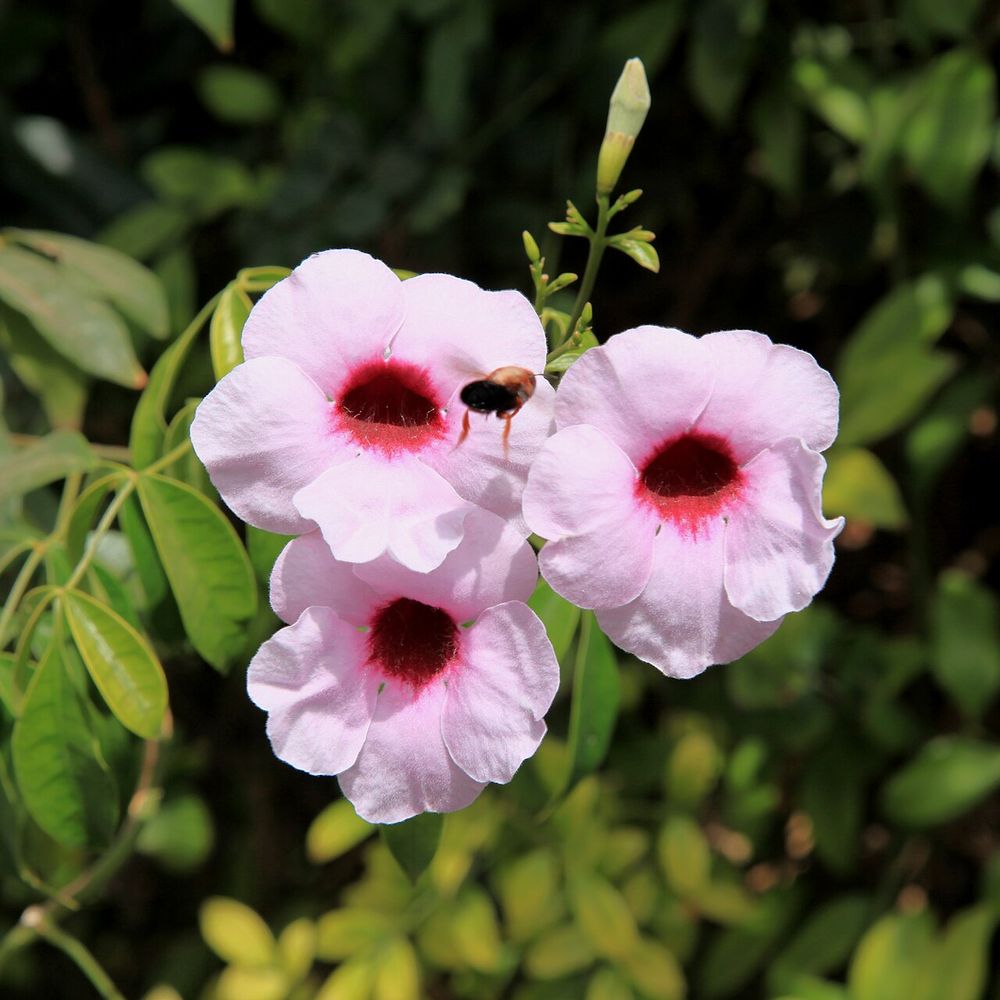 Pandorea jasminoides
