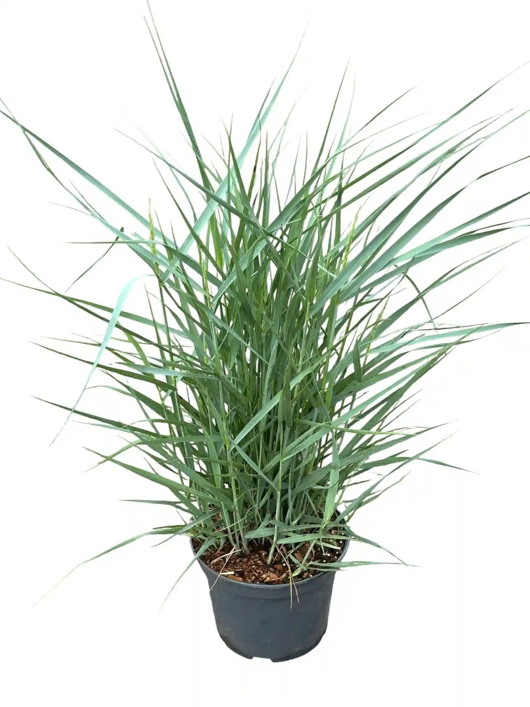 Panicum virgatum