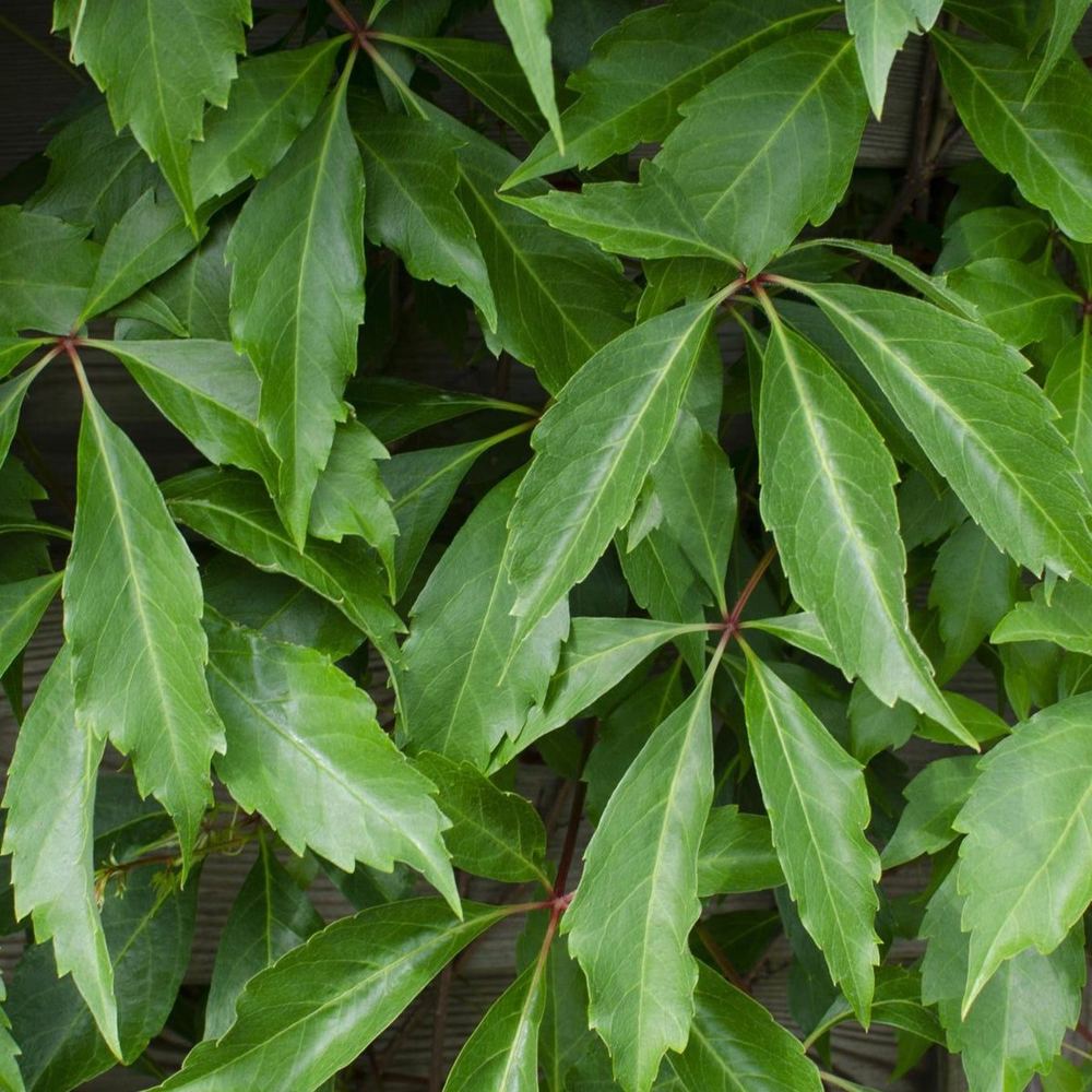 Parthenocissus quinquefolia 'Engelmannii'