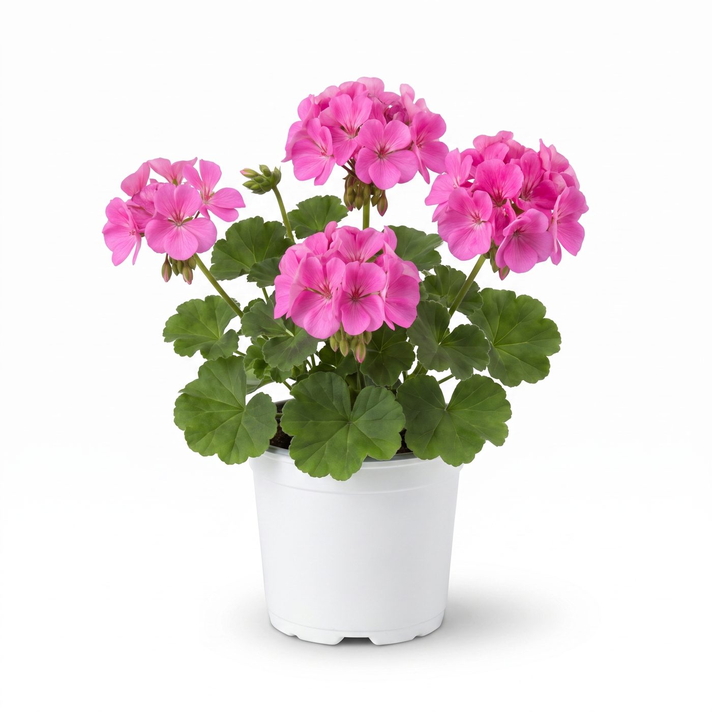 Pelargonium × hortorum