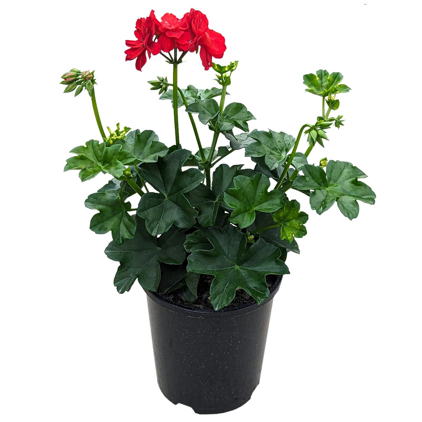 Pelargonium peltatum