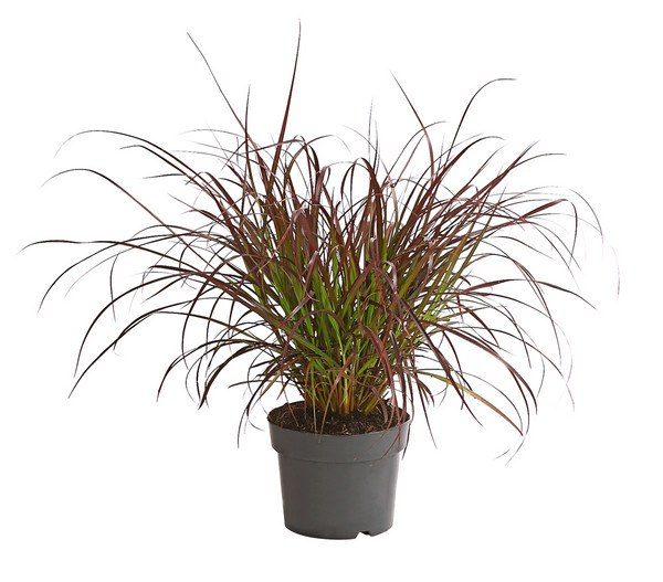 Pennisetum × advena 'rubrum'