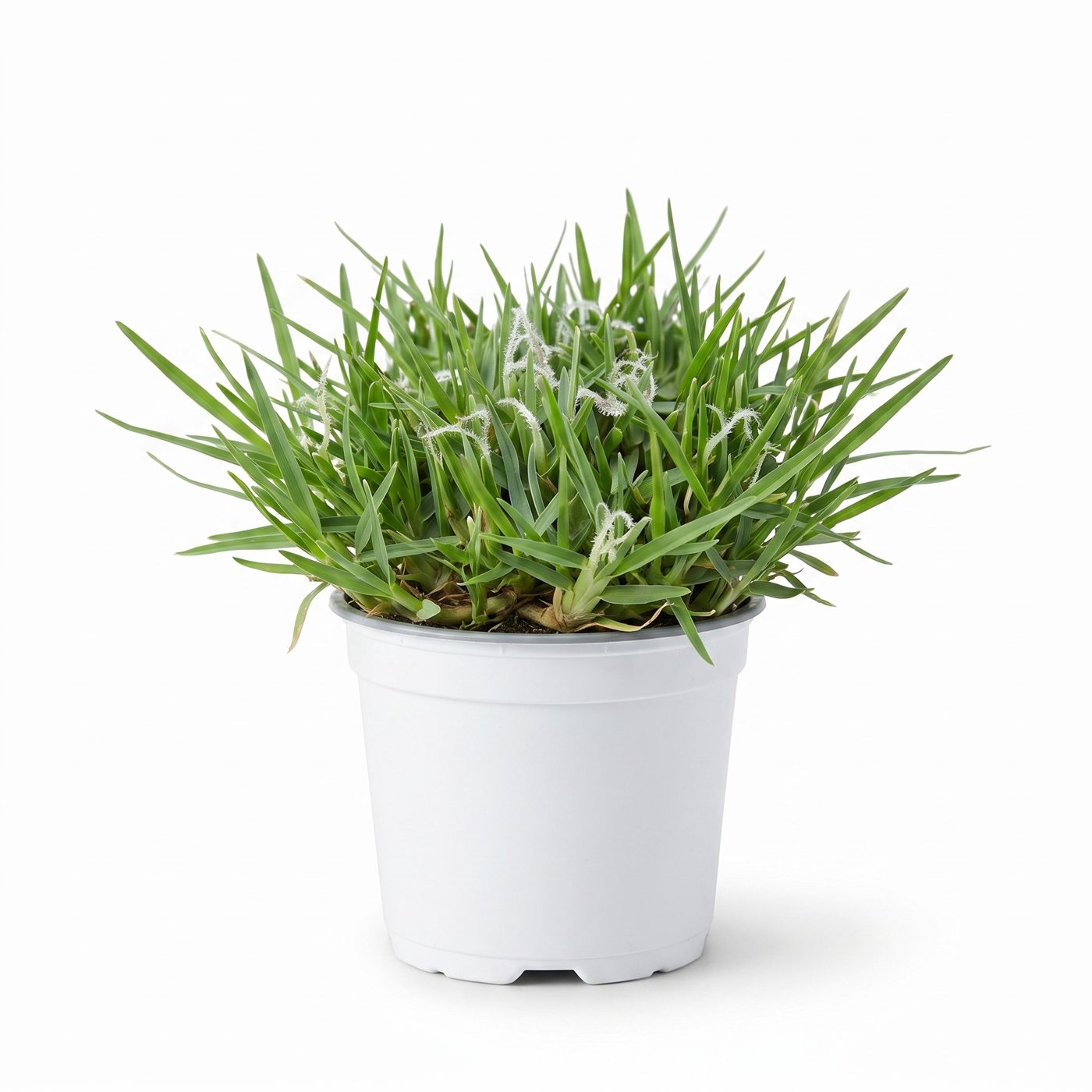 Pennisetum clandestinum