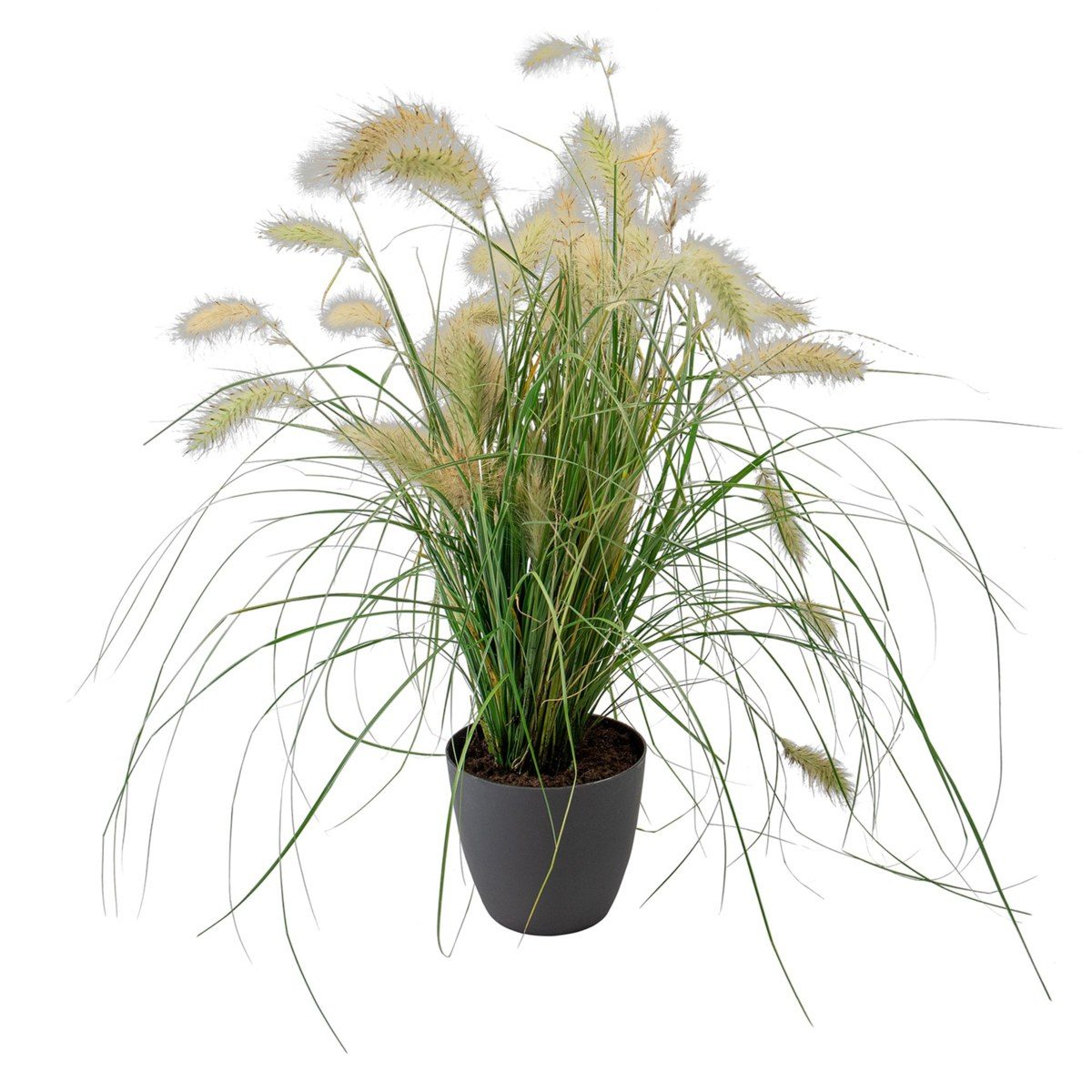 Pennisetum villosum