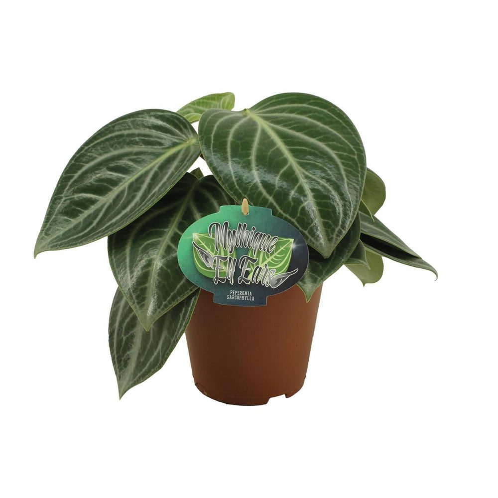Peperomia sarcophylla