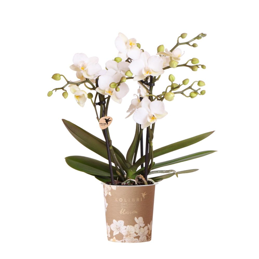 Phalaenopsis 'Zürich'