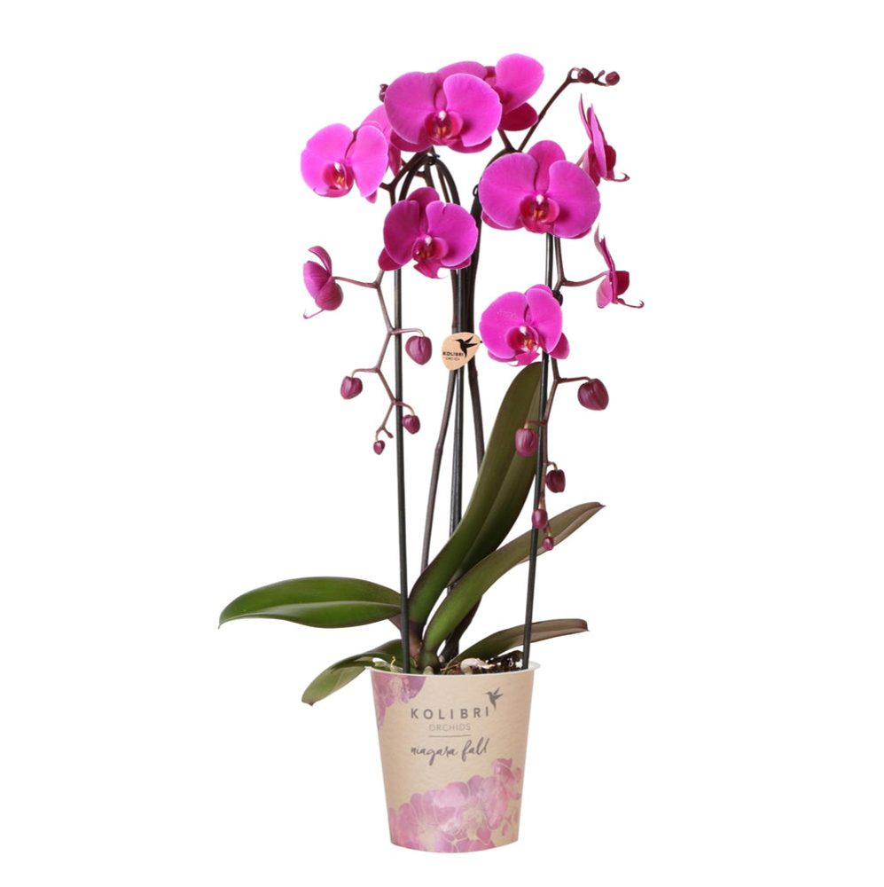 Phalaenopsis 'Freeride'
