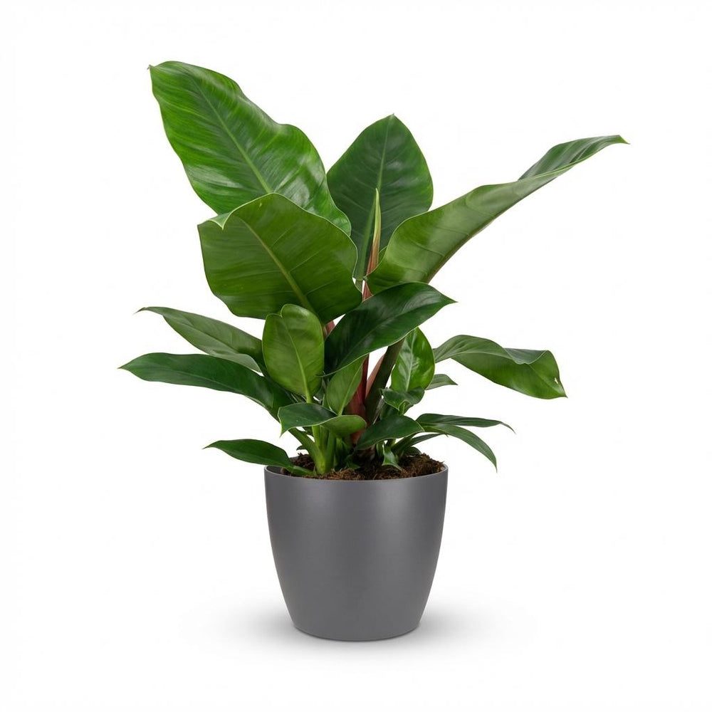 Philodendron 'Imperial Green'
