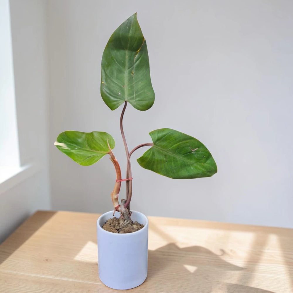 Philodendron erubescens 'Red Beauty'