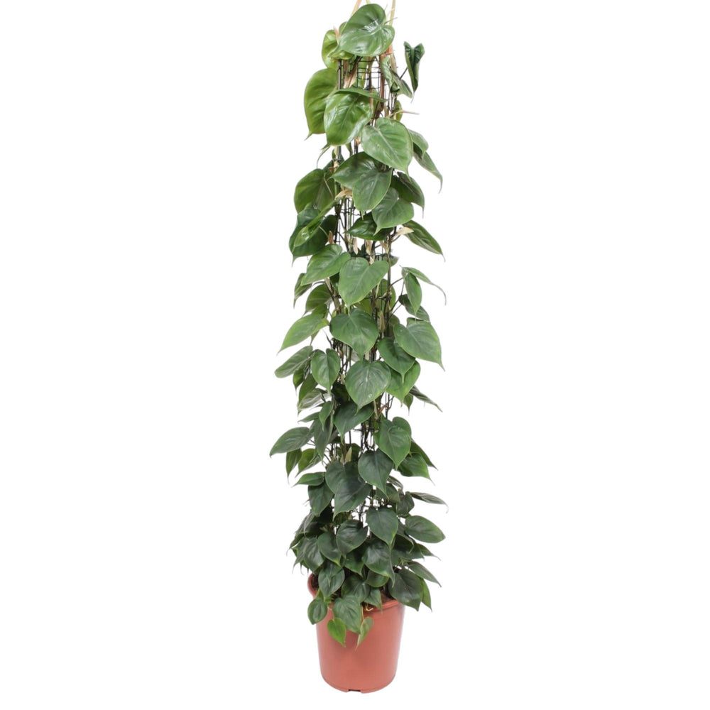 Philodendron hederaceum