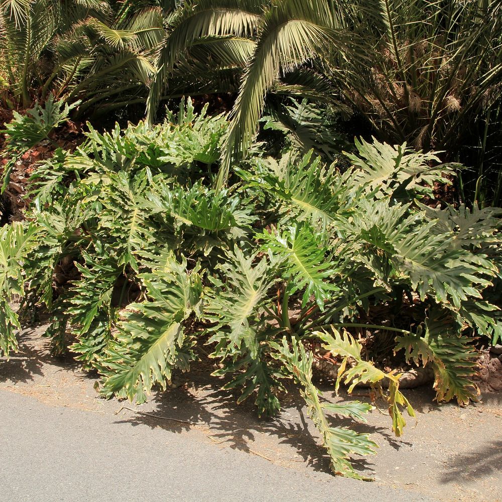 Philodendron selloum