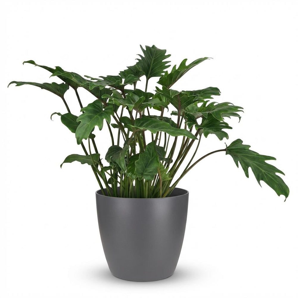 Philodendron 'Xanadu'
