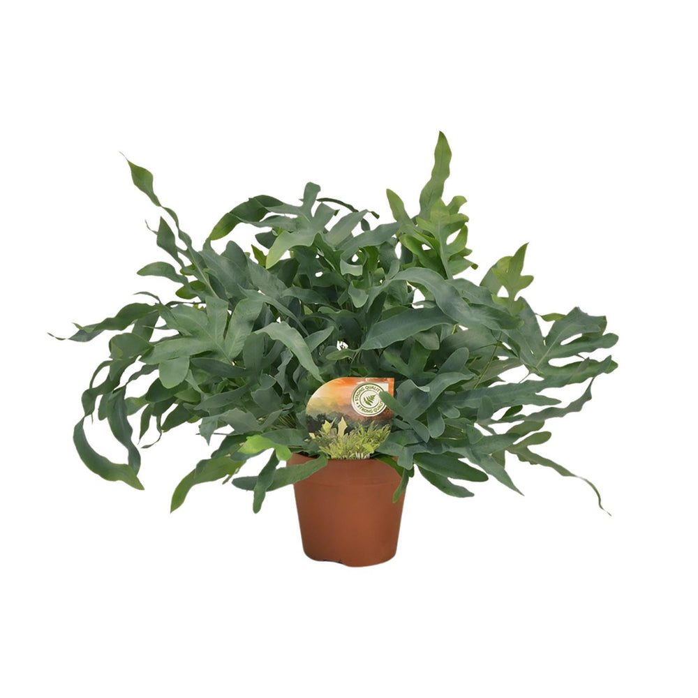 Phlebodium aureum 'Blue Star'