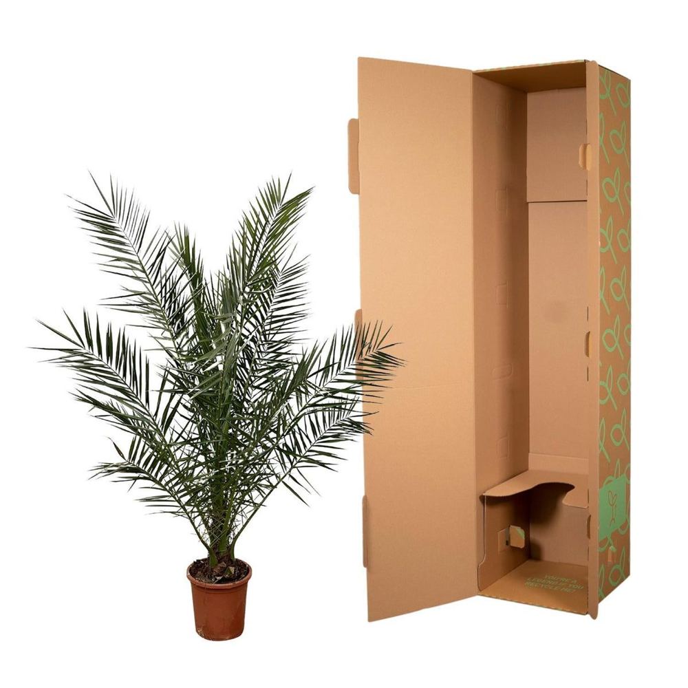 Phoenix canariensis