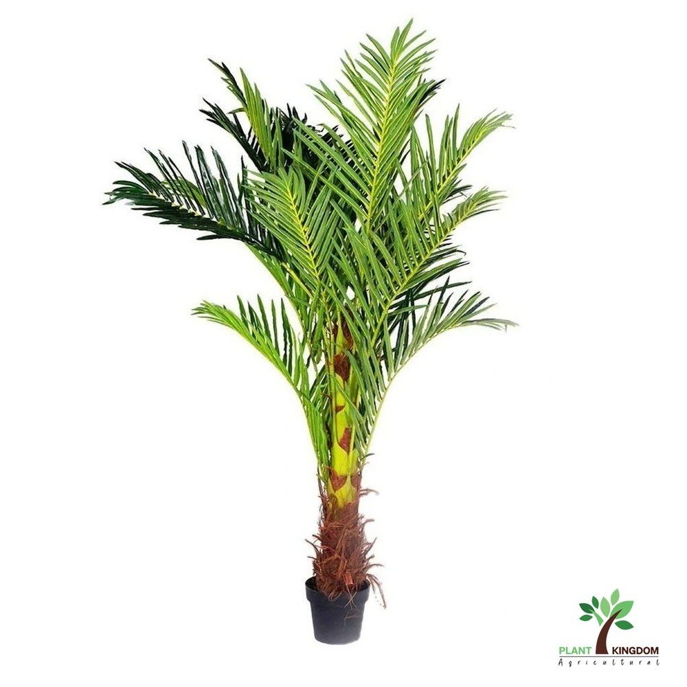 Phoenix dactylifera