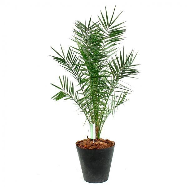 Phoenix reclinata
