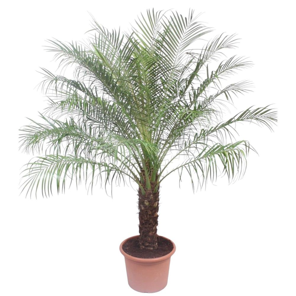 Phoenix roebelenii