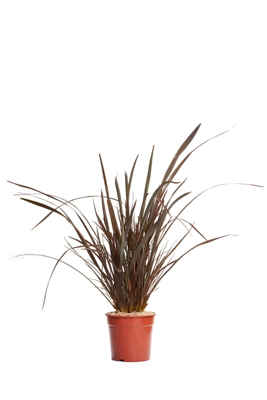 Phormium tenax 'purpureum'